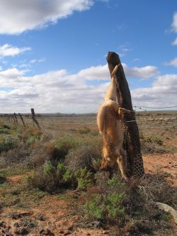 Dingo hung on the fence