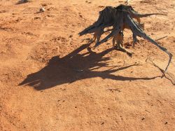 Old tree stump in the desert